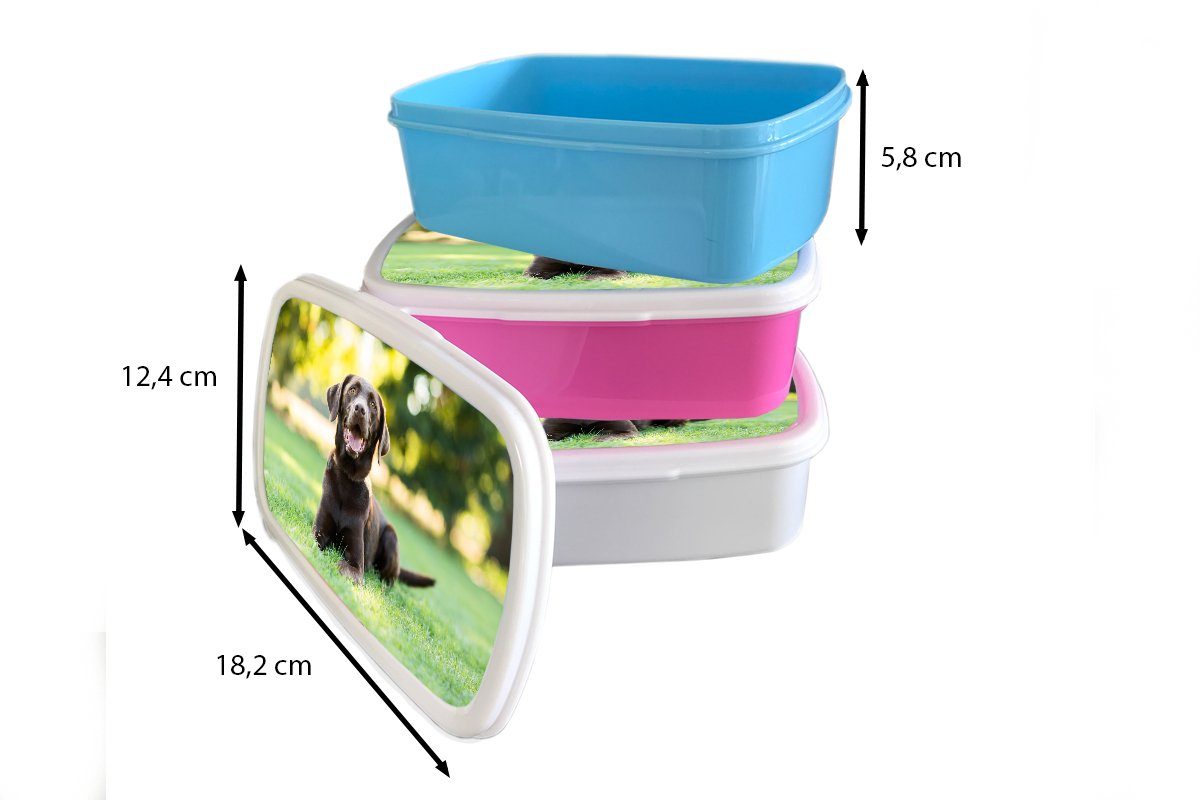 Kinder Erwachsene, im Kunststoff, MuchoWow Brotbox Brotdose, Gras, für Ein und Retriever für Lunchbox liegt (2-tlg), Jungs Labrador Mädchen weiß und