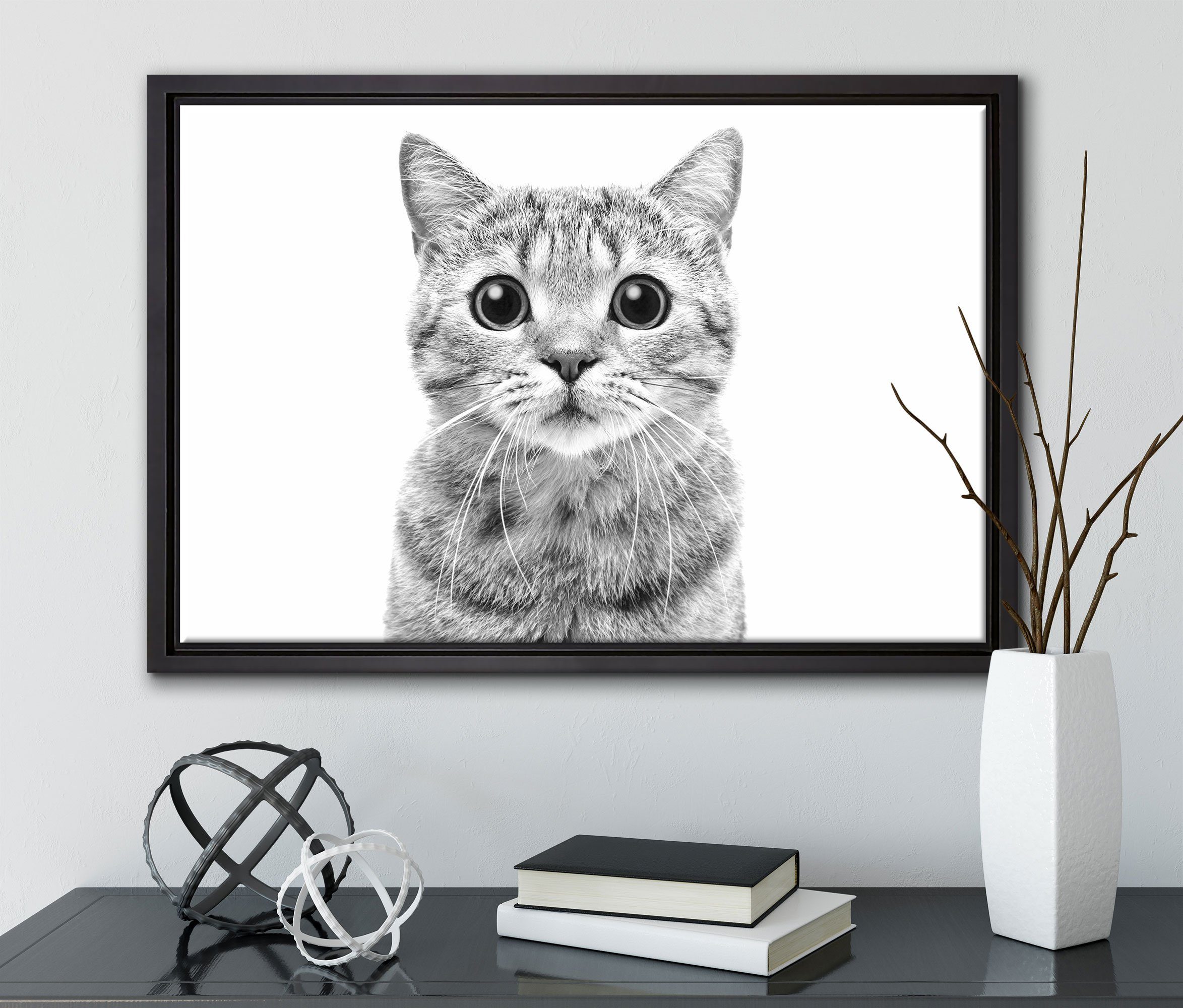Pixxprint Leinwandbild Katze Straight, inkl. Zackenaufhänger einem Scottish fertig Wanddekoration St), in bespannt, Leinwandbild Schattenfugen-Bilderrahmen gefasst, (1