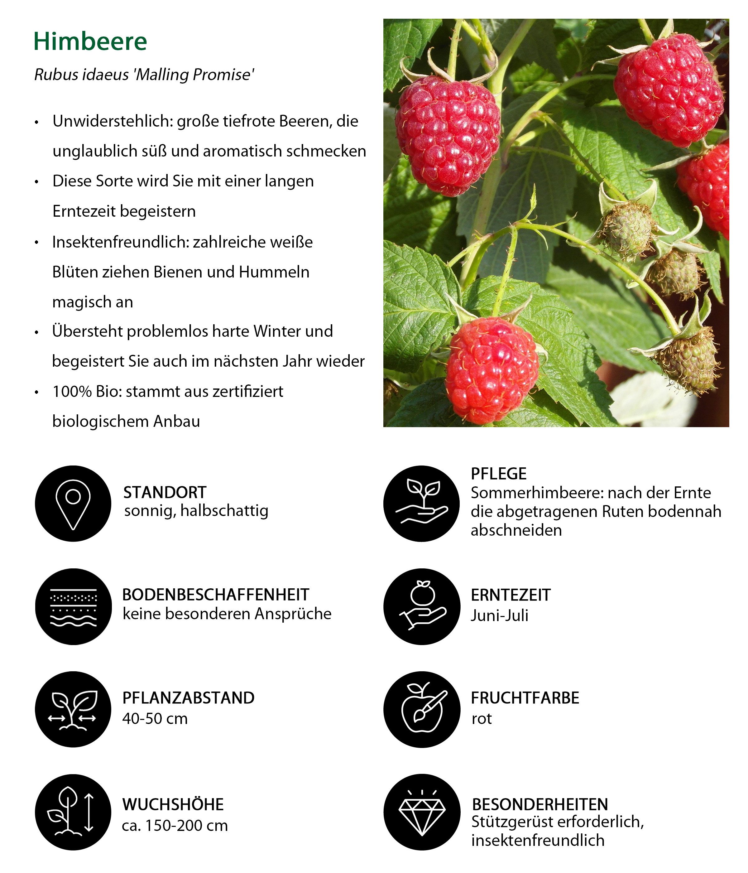Dehner Obstpflanze Bio Pflanzenset Bunter Obstgarten, 5 Pflanzen, 40-50 cm, Ø Topf 13 cm, je 1 x Brombeere, Heidelbeere, Himbeere, Rote Johannisbeere, Traube