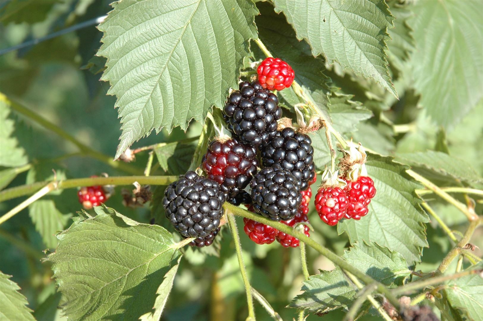 Pflanzen für Dich Obstpflanze Rubus frut. Navaho, 1 St., Brombeere, Gartenbrombeere, dornenlos, aufrechtwachsend