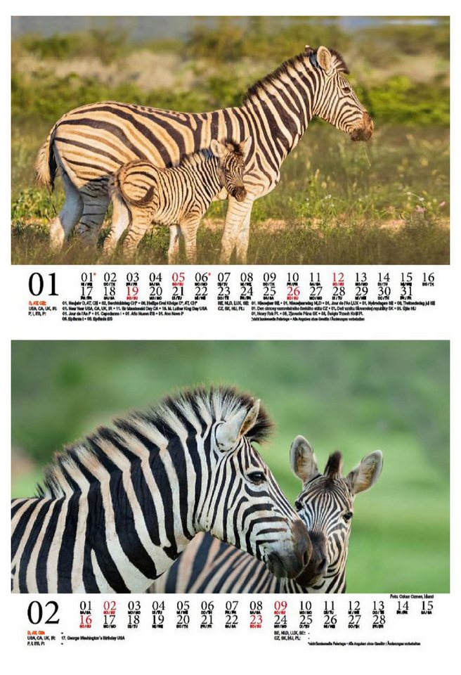 Thumbnail - Seelenzauber Tischkalender Tierkinder Zebras DIN A5 Kalender für 2025 Zebra