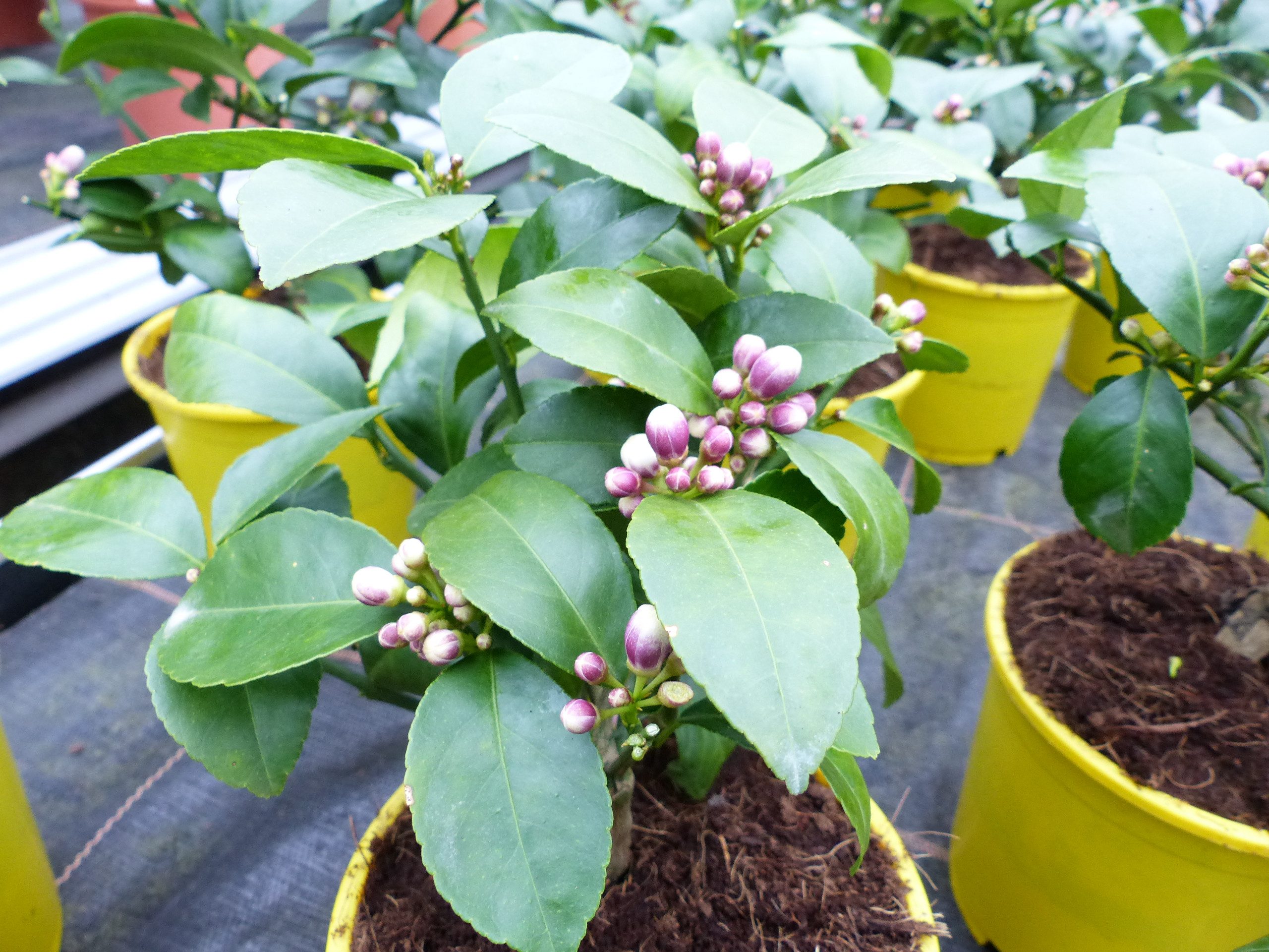gruenwaren jakubik Zitronenbaum BONSAI: Meyer Meyerii Zitrone echter Zitron günstig online kaufen