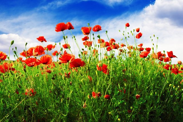 Papermoon Fototapete »Red Poppies«, glatt-Otto