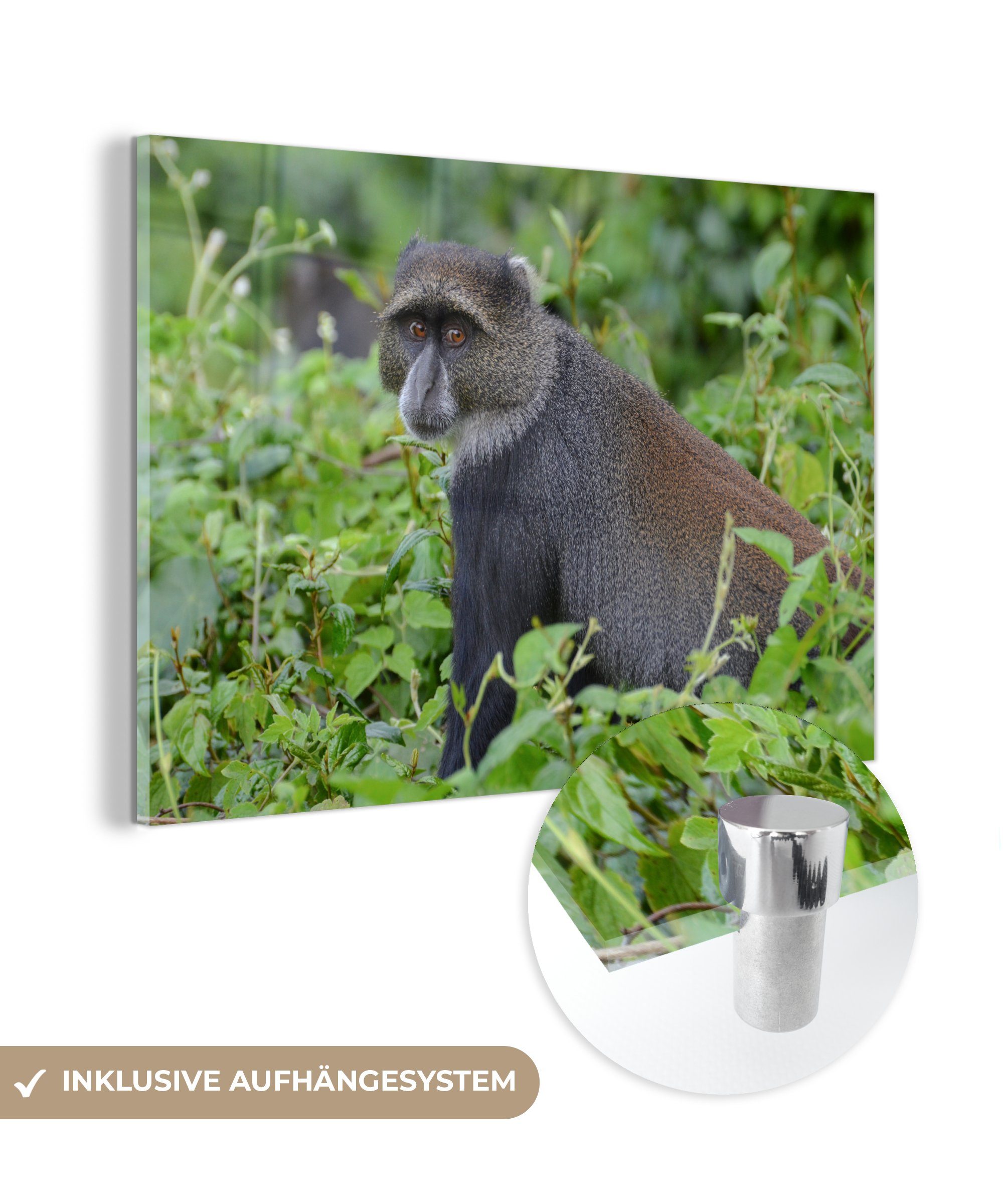 MuchoWow Acrylglasbild Neugieriger Affe in den dichten Wäldern des Arusha-Nationalparks, (1 St), Acrylglasbilder Wohnzimmer & Schlafzimmer