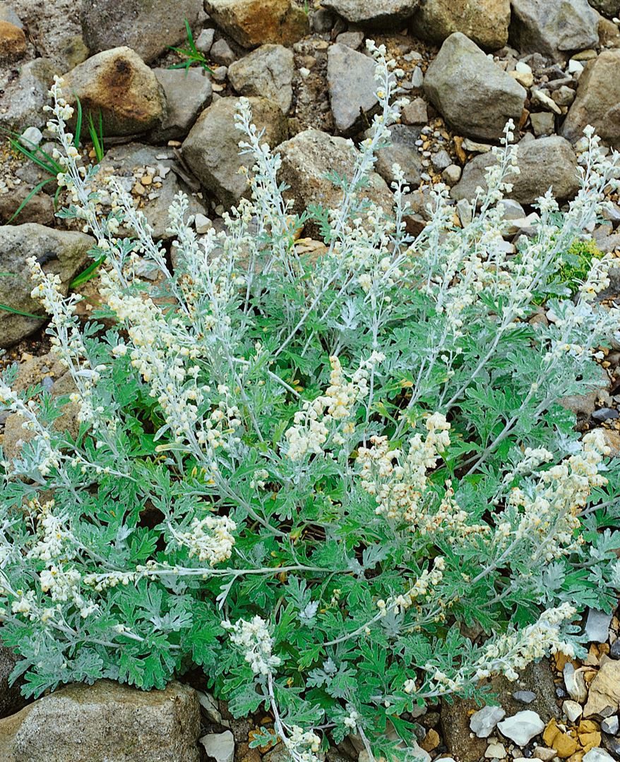 Pflanzen für Dich Staude Artemisia stelleriana, 1 St., Silberraute, Steller-Wermut, Strand-Wermut