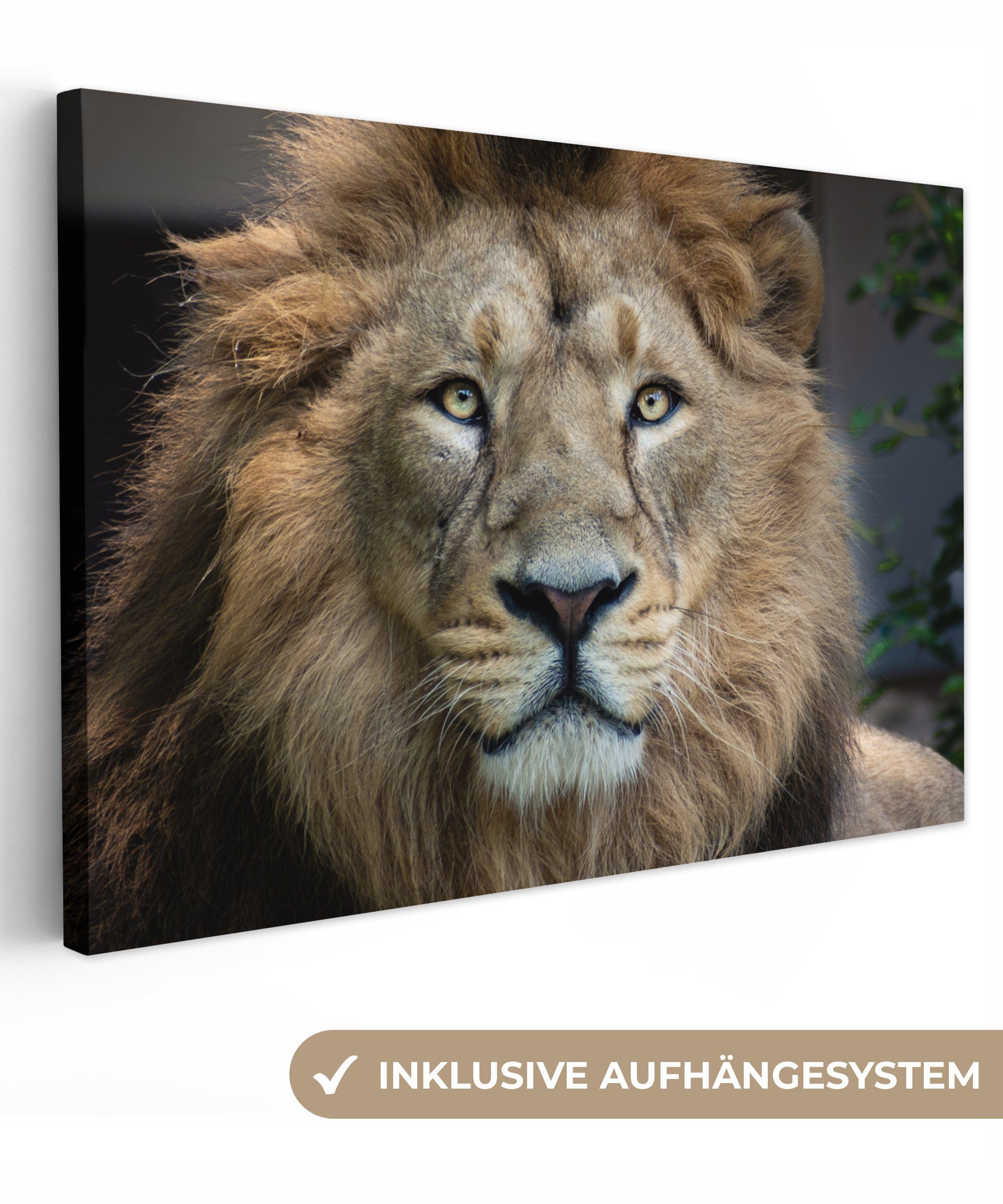 OneMillionCanvasses® Leinwandbild Löwen - Farbe - günstig online kaufen