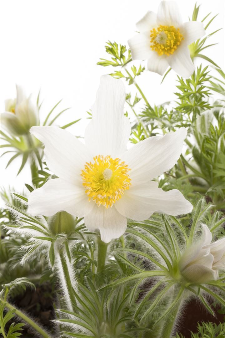 Pflanzen für Dich Staude Pulsatilla vulg. Alba, 1 St., Küchenschelle, Kuhschelle, Wiesenküchenschelle