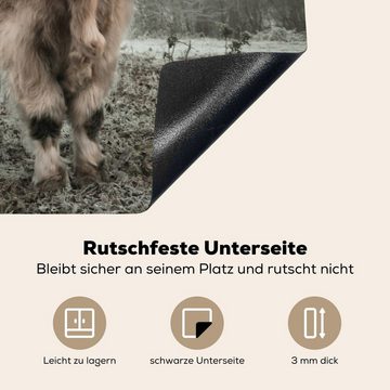 MuchoWow Herdblende-/Abdeckplatte Schottische Highlander - Natur - Herbst - Tiere - Wildtiere - Wald, Vinyl, (1 tlg), 58x51 cm, Küchen Dekoration für Induktionsherd, Induktionskochfeld