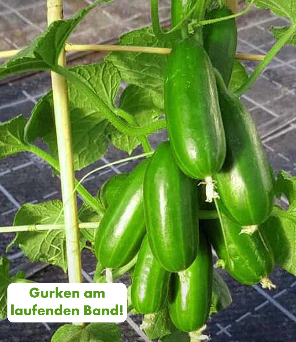 BALDUR Garten Gemüsepflanze Die kleine Gurkenfabrik® 'Cucko®', 2 St., Snackgurken, pflegeleicht