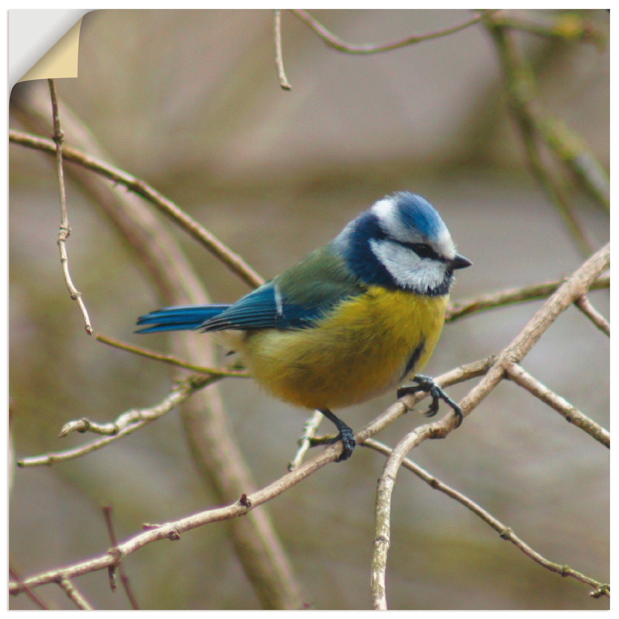 Artland Wandbild Blaumeise, Vögel (1 St), als Leinwandbild, Wandaufkleber oder Poster in versch. Größen