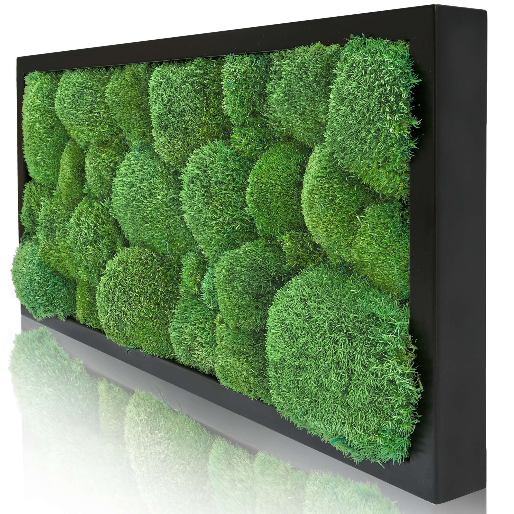 naturewalls Bild Moosbild Kugelmoos - Pflanzenbild günstig online kaufen