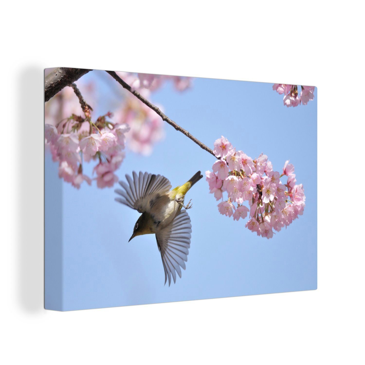OneMillionCanvasses® Leinwandbild Kirschblüte und Vogel, (1 St), Wandbild Leinwandbilder, Aufhängefertig, Wanddeko, 30x20 cm