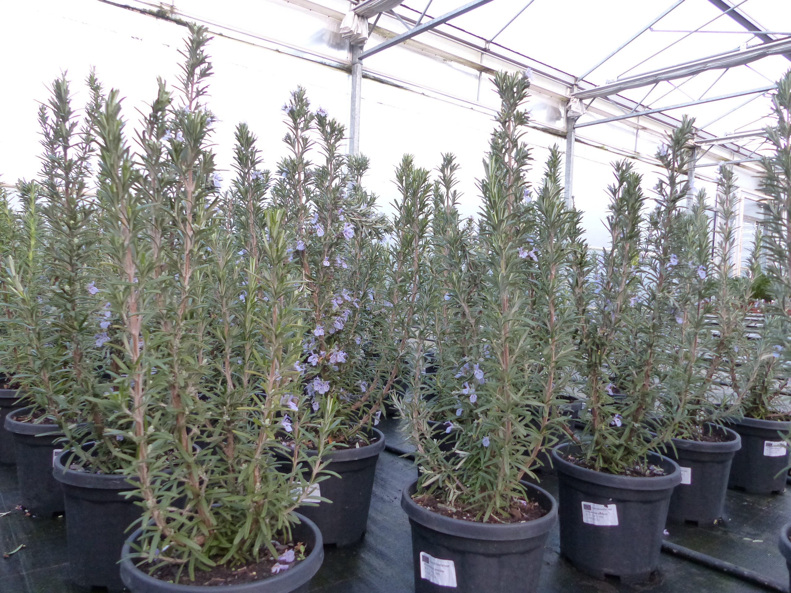 gruenwaren jakubik Gemüsepflanze echter Rosmarin Officinalis 50-60cm Höhe, günstig online kaufen