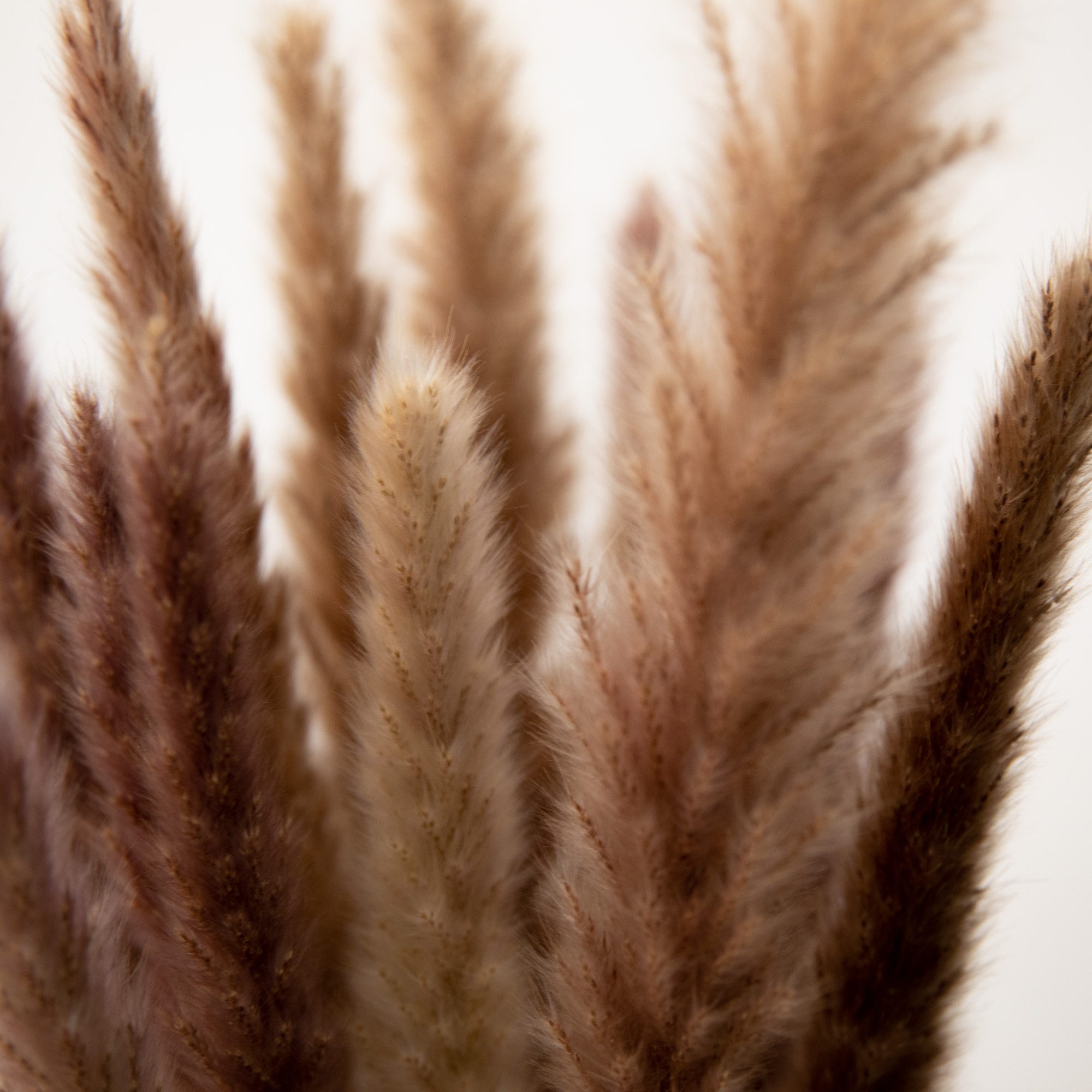 Trockenblume Pampasgras Mini - Reed bunch, ca. 70cm, 1 Bund (10-15 Stiele) Pampasgras, coco+cozy, Höhe 70 cm, Bund
