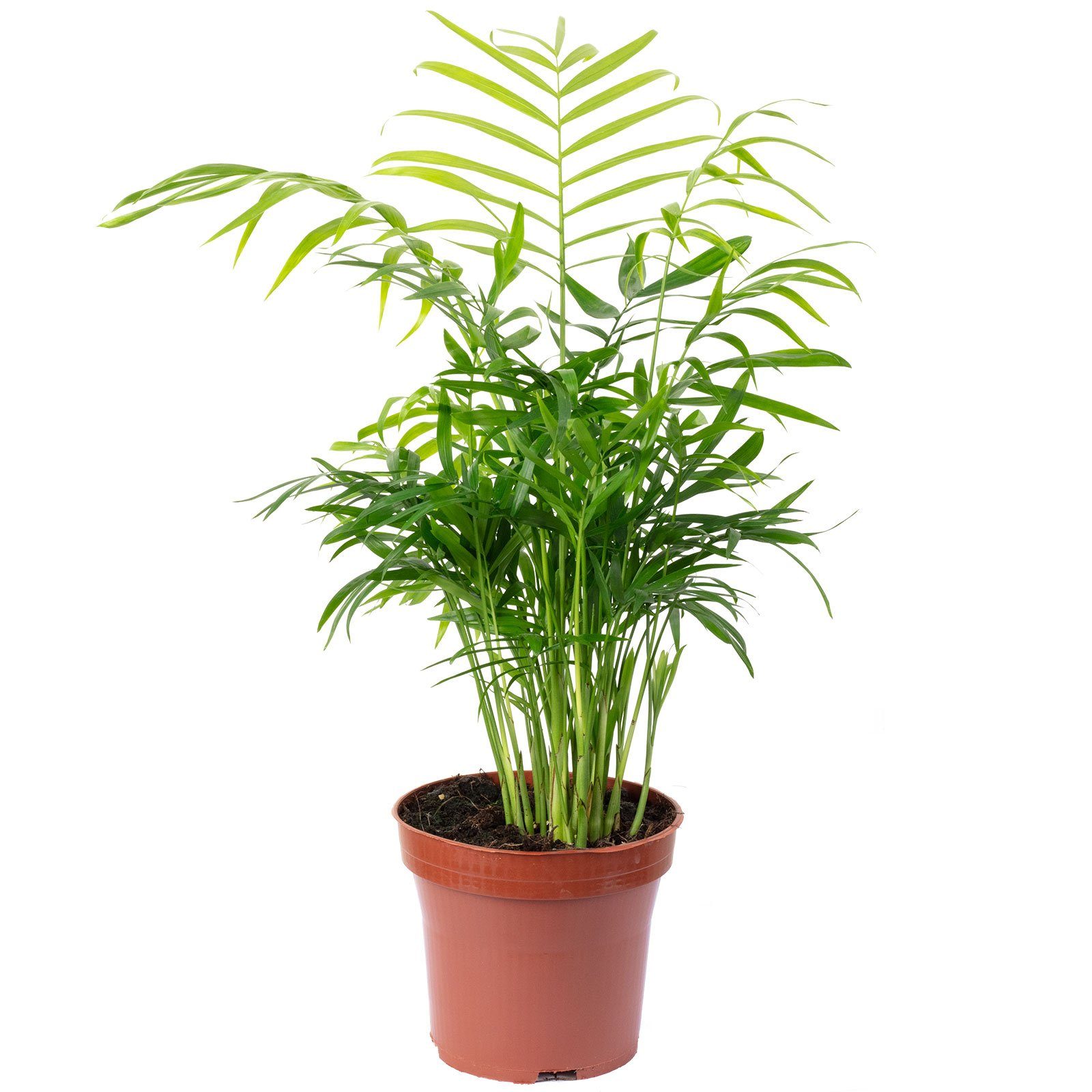 Flowerbox Zimmerpflanze Bergpalme - Chamaedorea elegans, - Höhe ca. 35 cm, Topf-Ø 12 cm. € 16,19