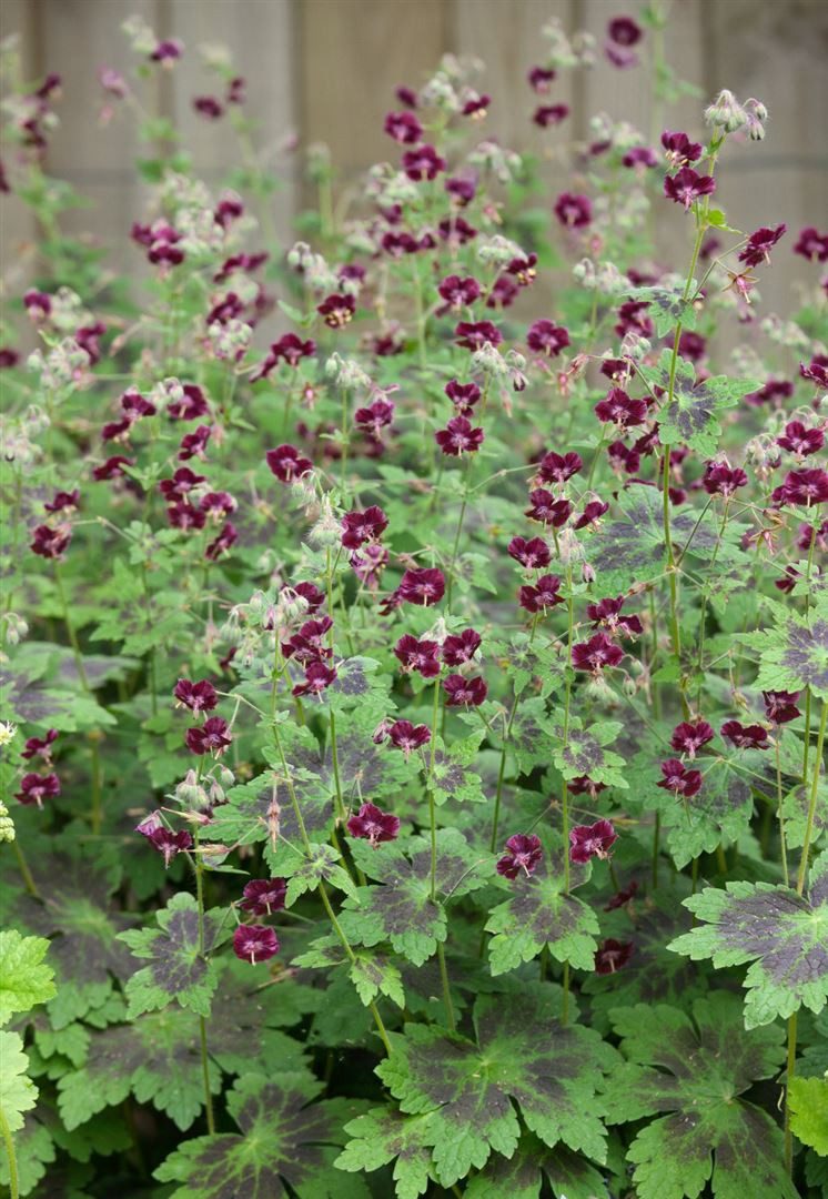 Pflanzen für Dich Staude Geranium phaeum, 1 St., Brauner Storchschnabel, Schatten-Storchschnabel
