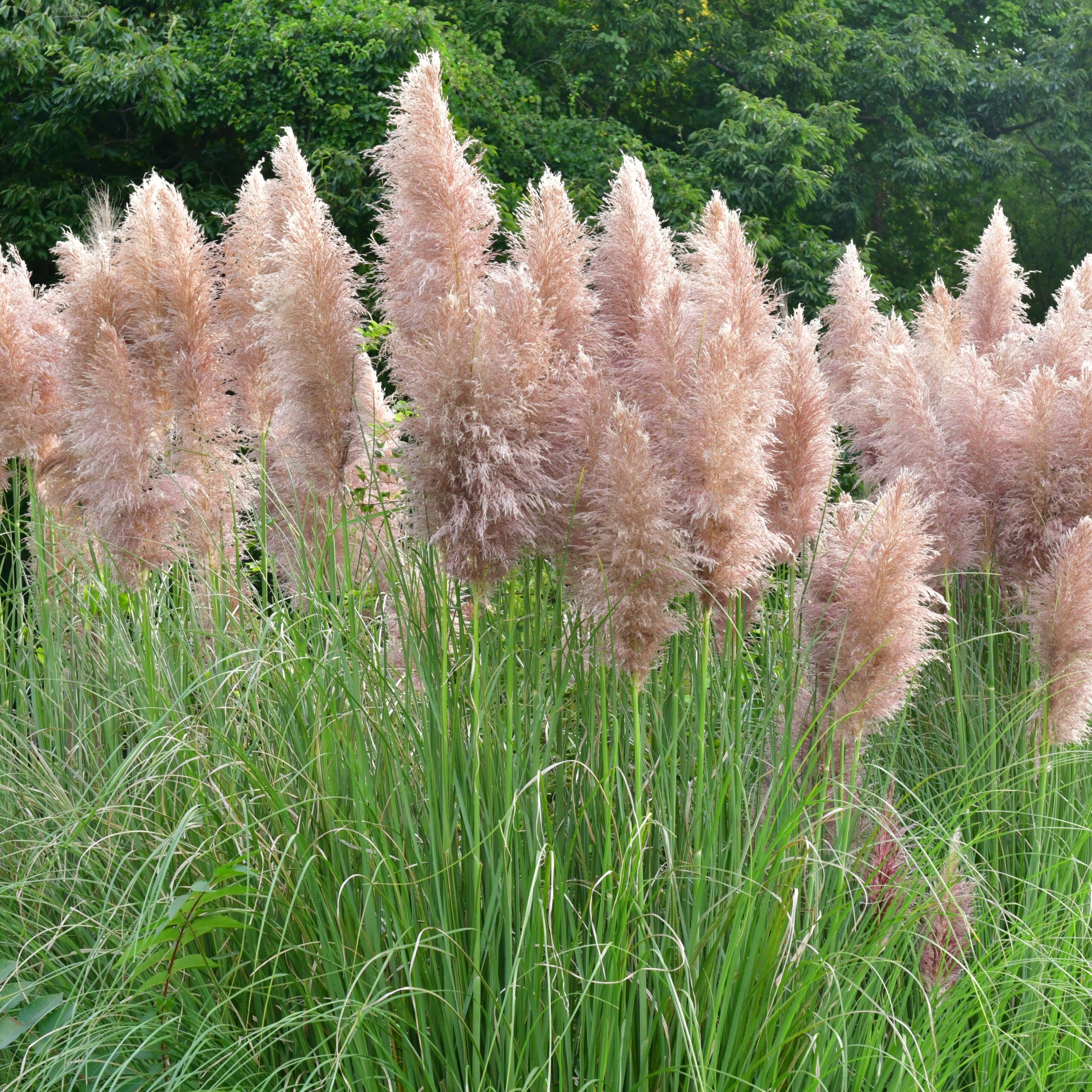 Flowerbox Beetpflanze Pampasgras (rosa, 3er-Set) - Cortaderia selloana 'Rosea', - Höhe ca. 25 cm, Topf-Ø 17 cm