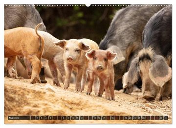 CALVENDO Wandkalender Korsika - süße, wilde Schweinchen (Premium, hochwertiger DIN A2 Wandkalender 2023, Kunstdruck in Hochglanz)