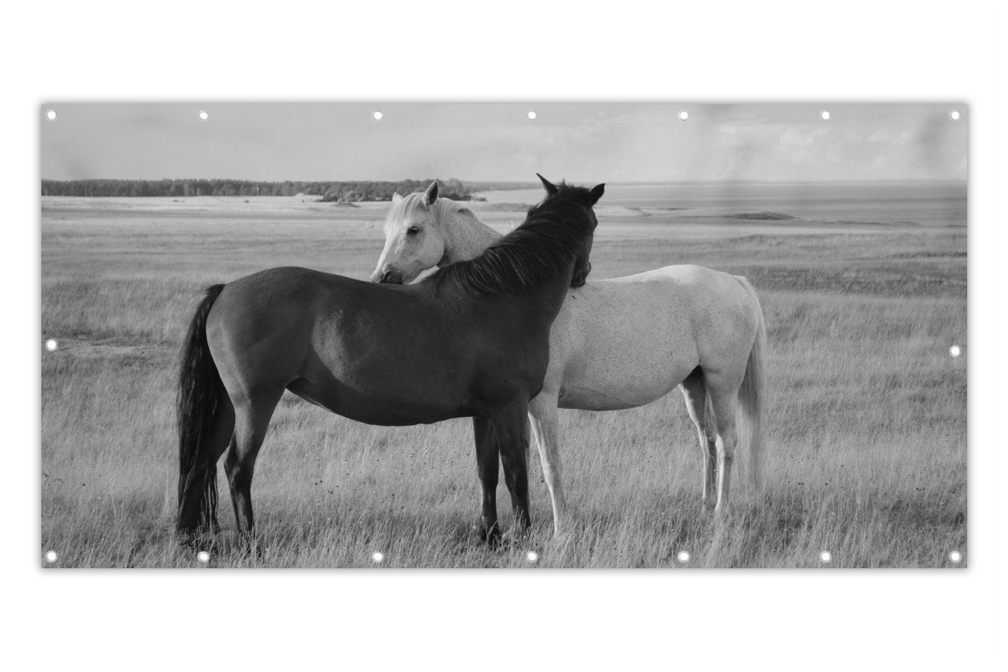 MuchoWow Balkonsichtschutz Pferde - Tiere - Porträt - Schwarz-Weiß - Landleben (1-St) Balkon Sichtschutz 90x200, Windschutz für Zaun PVC, 200x90 cm