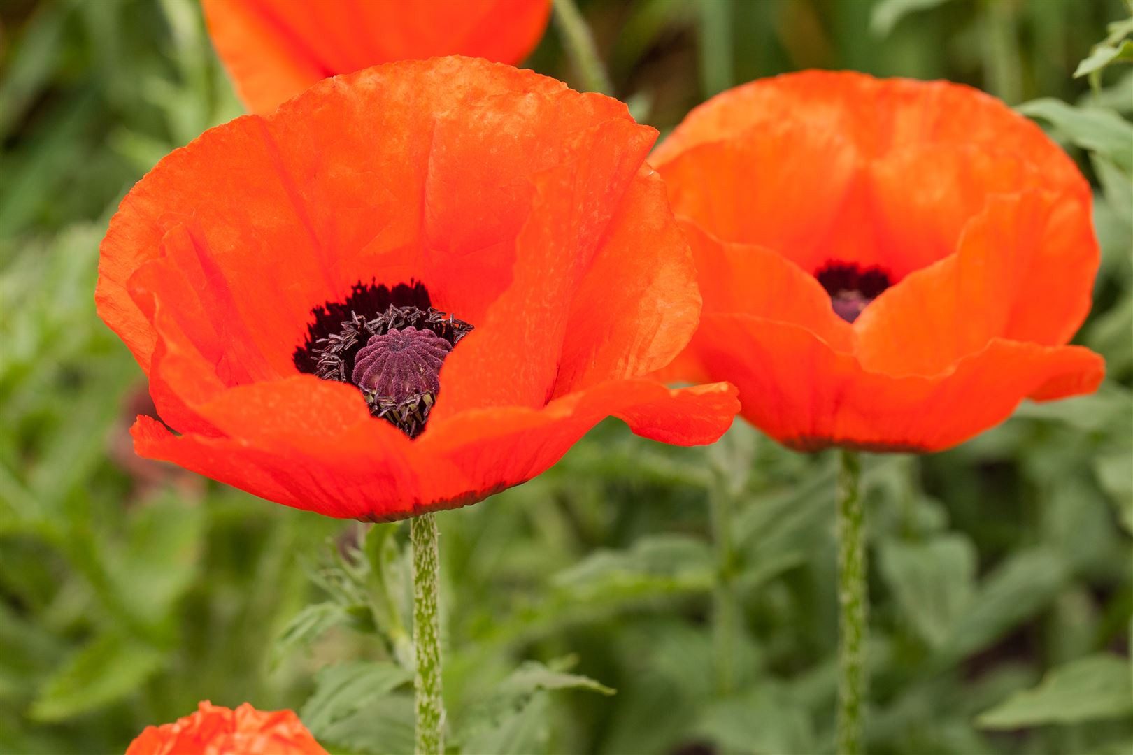 Pflanzen für Dich Staude Papaver orientale Nana Allegro, 1 St., Türkischer Mohn, Orientalischer Mohn