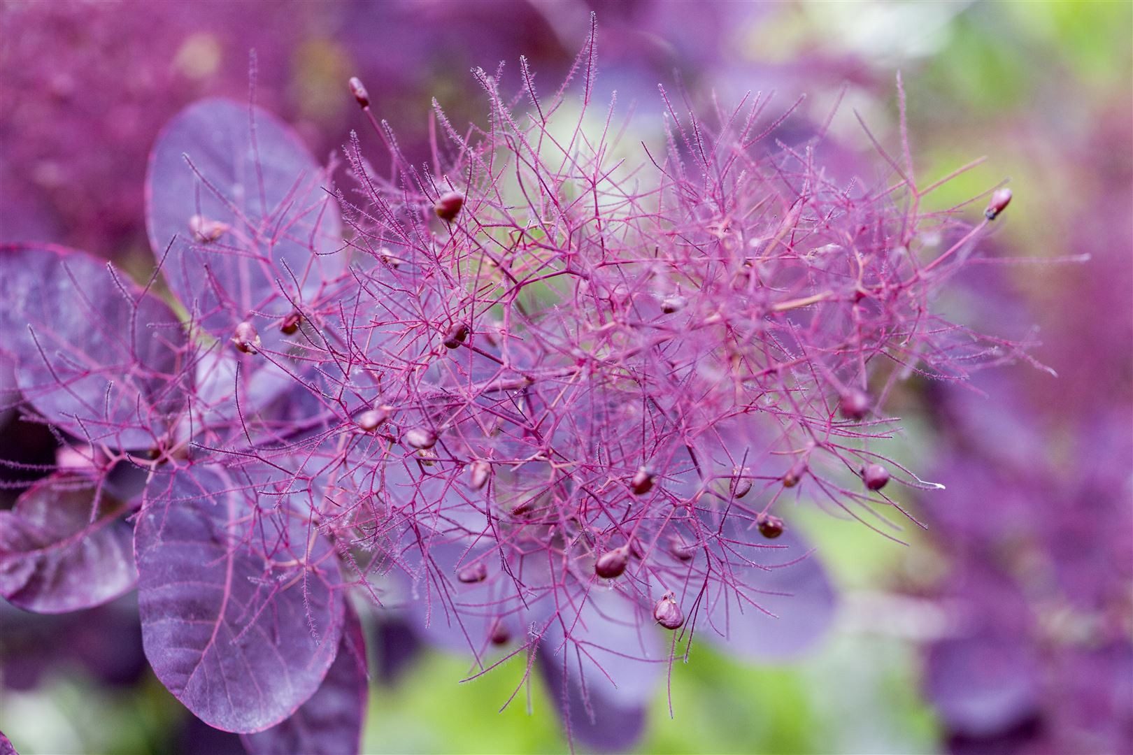 Pflanzen für Dich Gehölze Cotinus coggygria Royal Purple, 1 St., Perückenstrauch, Rauchbusch