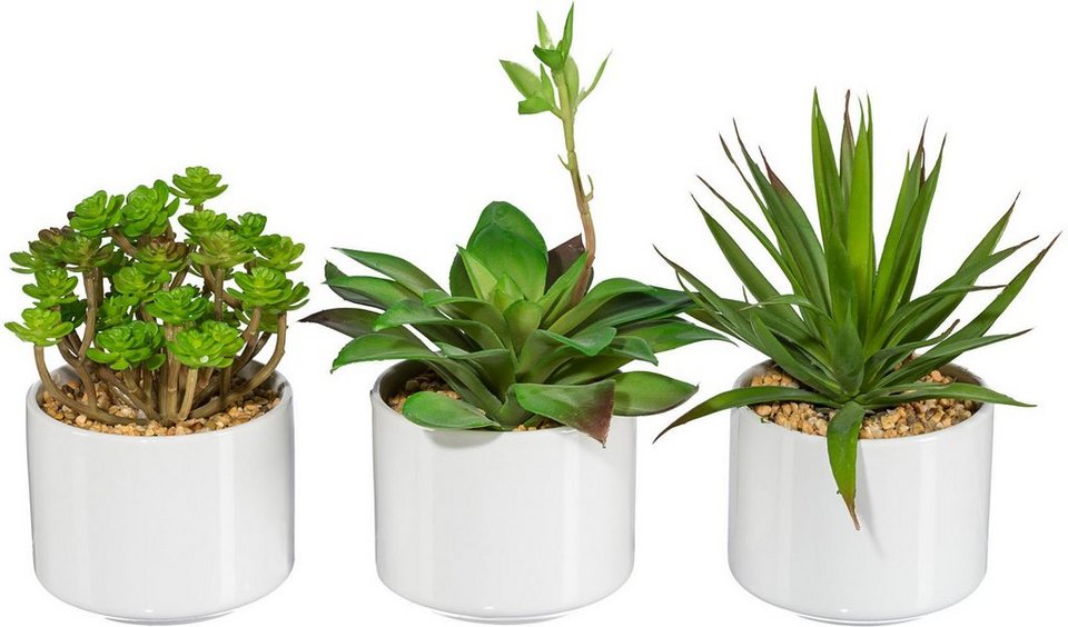 Künstliche Zimmerpflanze Rahel Sukkulente, my home, Höhe 18 cm, im  Keramiktopf, 3er Set
