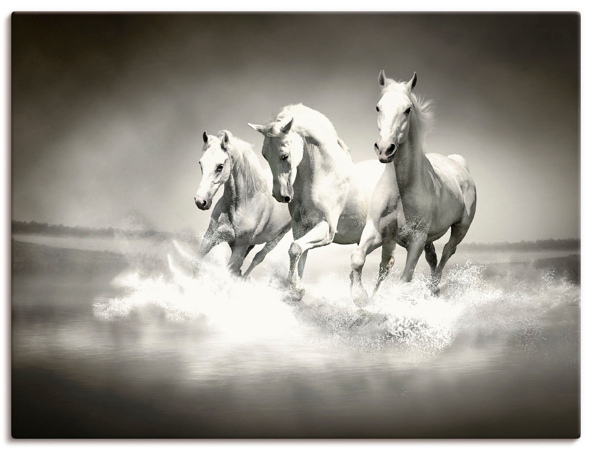 von Pferden, St), Wandaufkleber als Haustiere weißen Wandbild oder in Leinwandbild, Größen Poster Herde Alubild, Artland (1 versch.