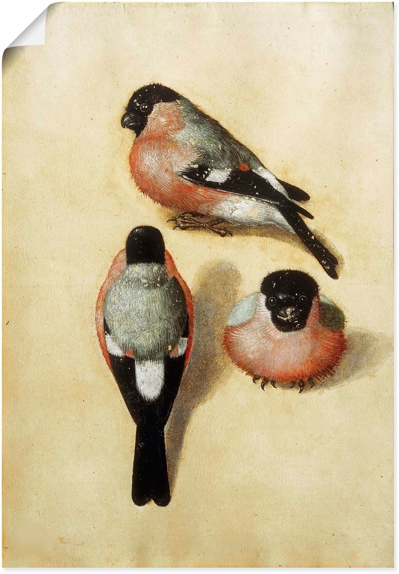 Artland Wandbild Vogel in drei Positionen.1520, Vogelbilder (1 St), als Alubild, Leinwandbild, Wandaufkleber oder Poster in versch. Größen