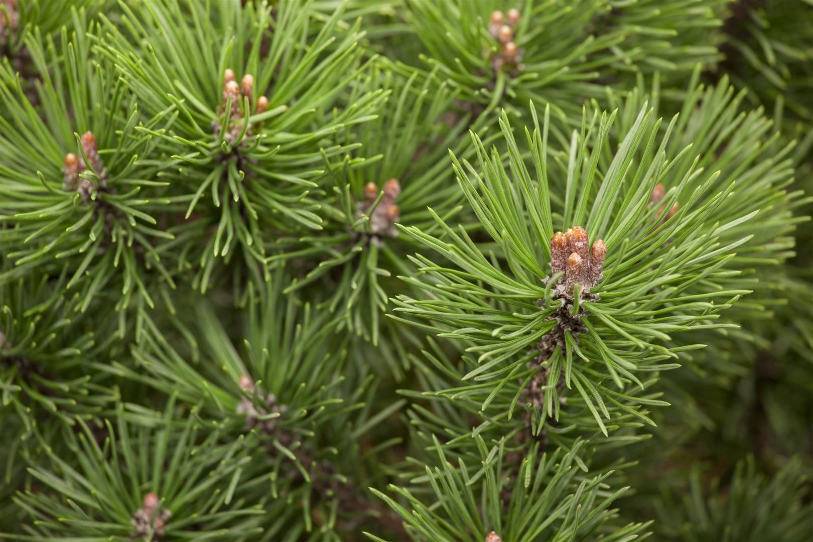 Pflanzen für Dich Konifere Pinus mugo Mops, 1 St., Berg-Kiefer, Latschenkiefer, Krummholz-Kiefer, kompakt, immergrün
