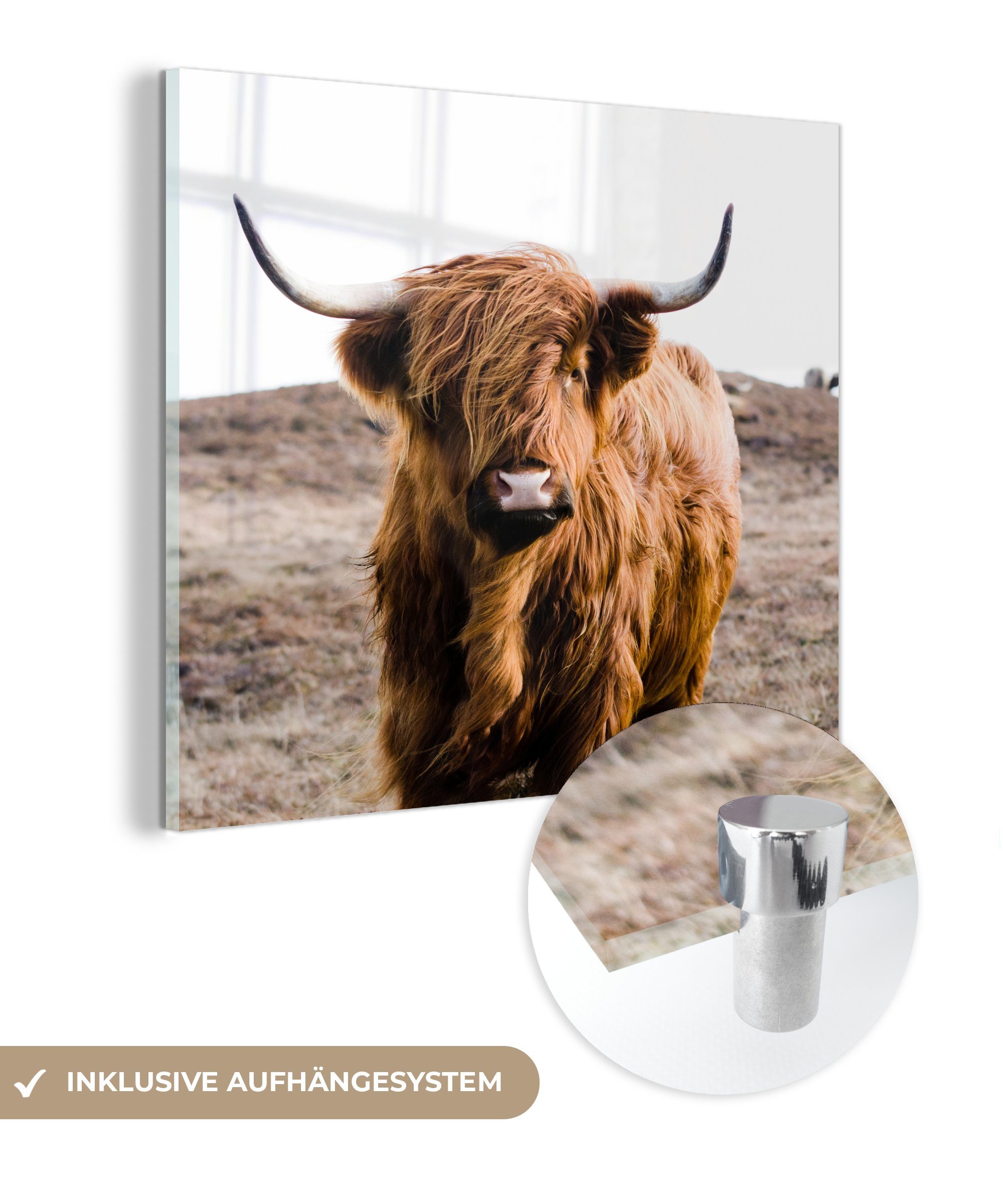 MuchoWow Acrylglasbild Schottische Highlander - Landschaft - Kuh - Braun - Tiere - Natur, (1 St), Glasbilder - Bilder auf Glas Wandbild - Foto auf Glas - Wanddekoration