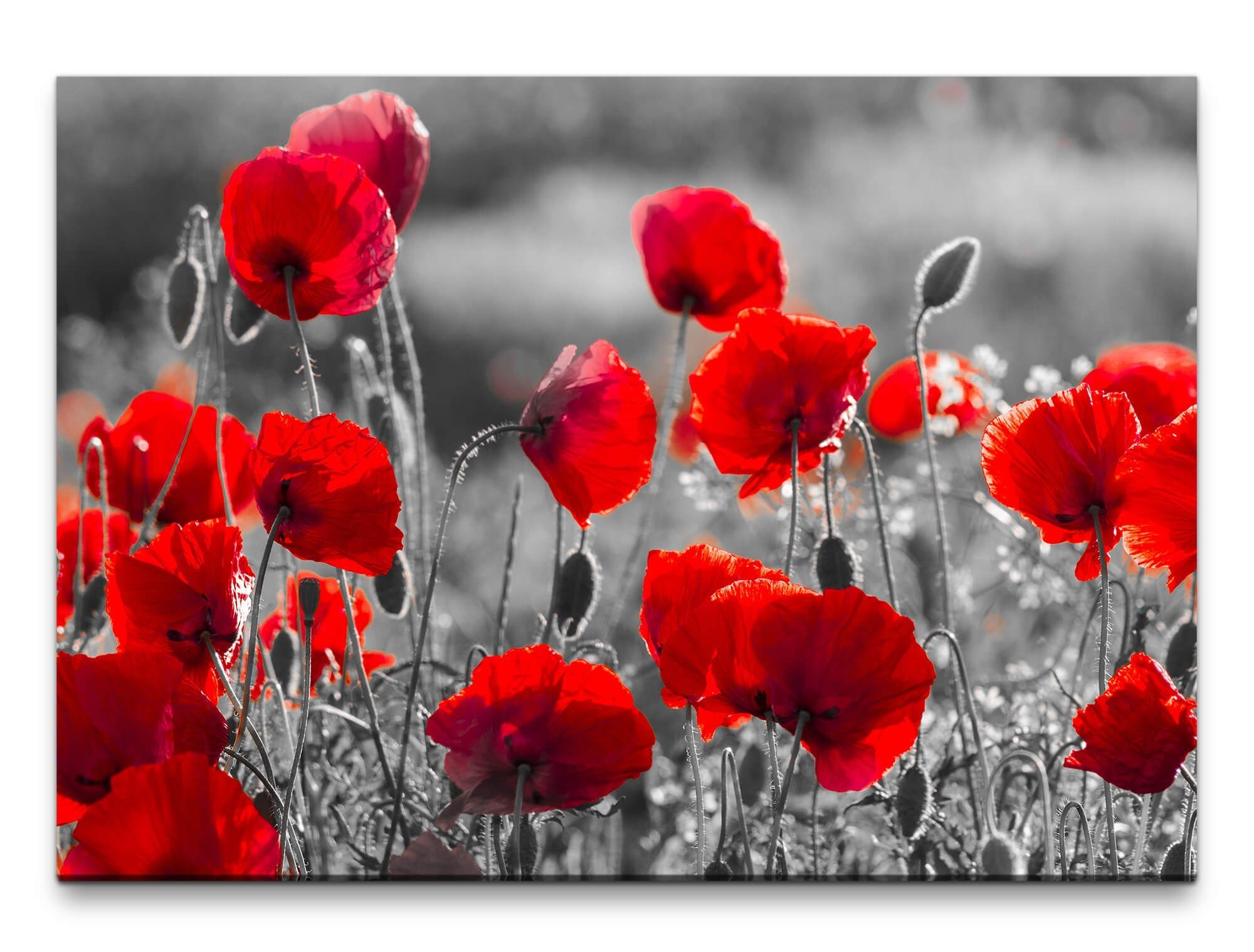 möbel-direkt.de Leinwandbild Bilder XXL Mohnblumen in günstig online kaufen