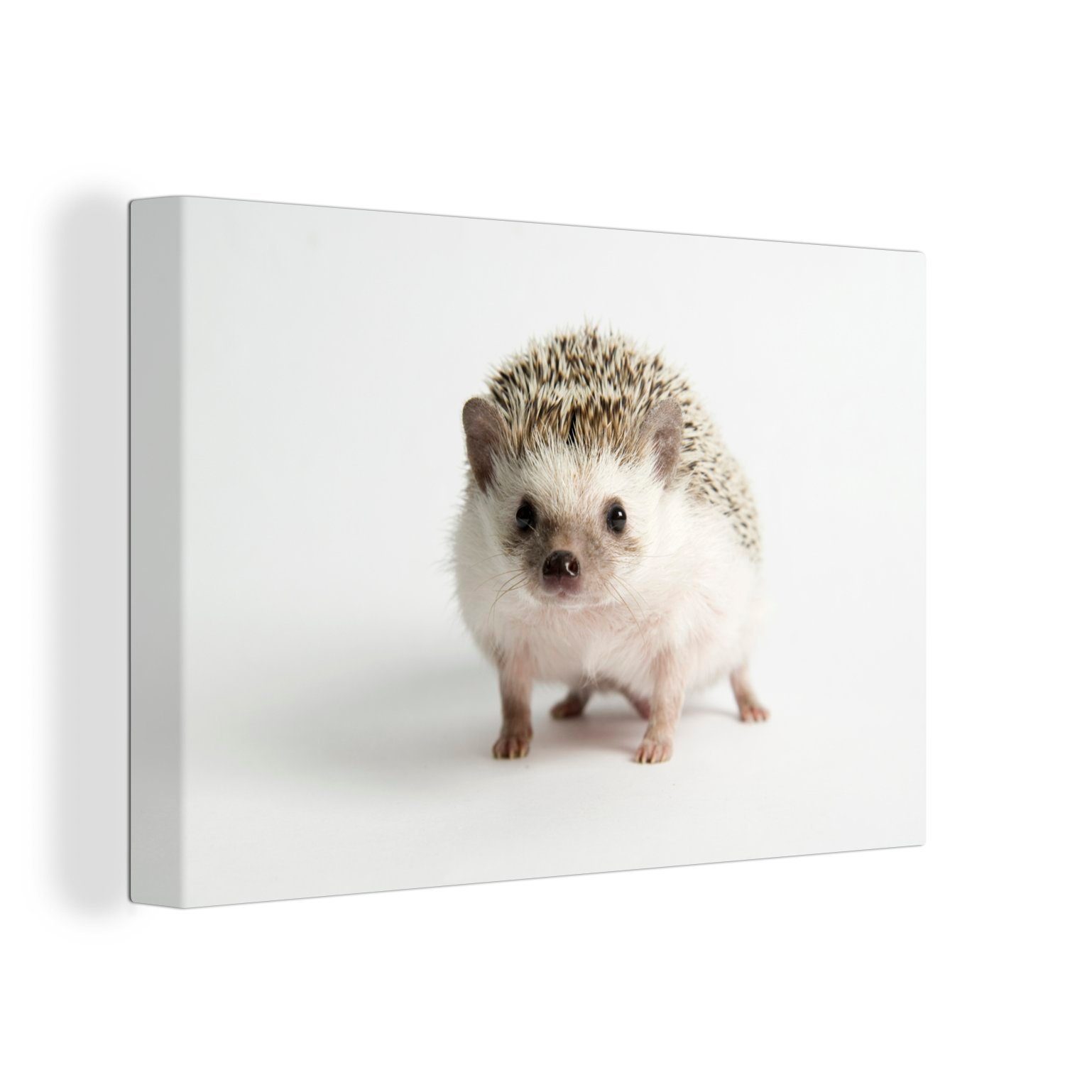 OneMillionCanvasses® Leinwandbild Kleiner Igel für weißen Hintergrund, (1 St), Wandbild Leinwandbilder, Aufhängefertig, Wanddeko, 30x20 cm