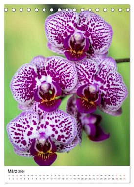 CALVENDO Wandkalender Orchideen (Tischkalender 2024 DIN A5 hoch), CALVENDO Monatskalender