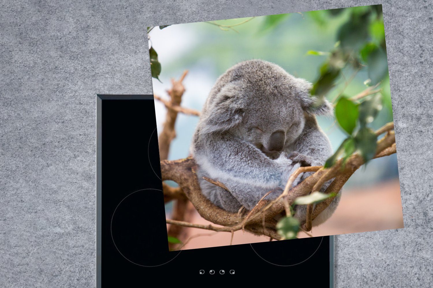 MuchoWow Herdblende-/Abdeckplatte Koala - Vinyl, küche 78x78 Mädchen, Arbeitsplatte (1 Kinder Zweige für Jungen Ceranfeldabdeckung, - cm, - tlg), 