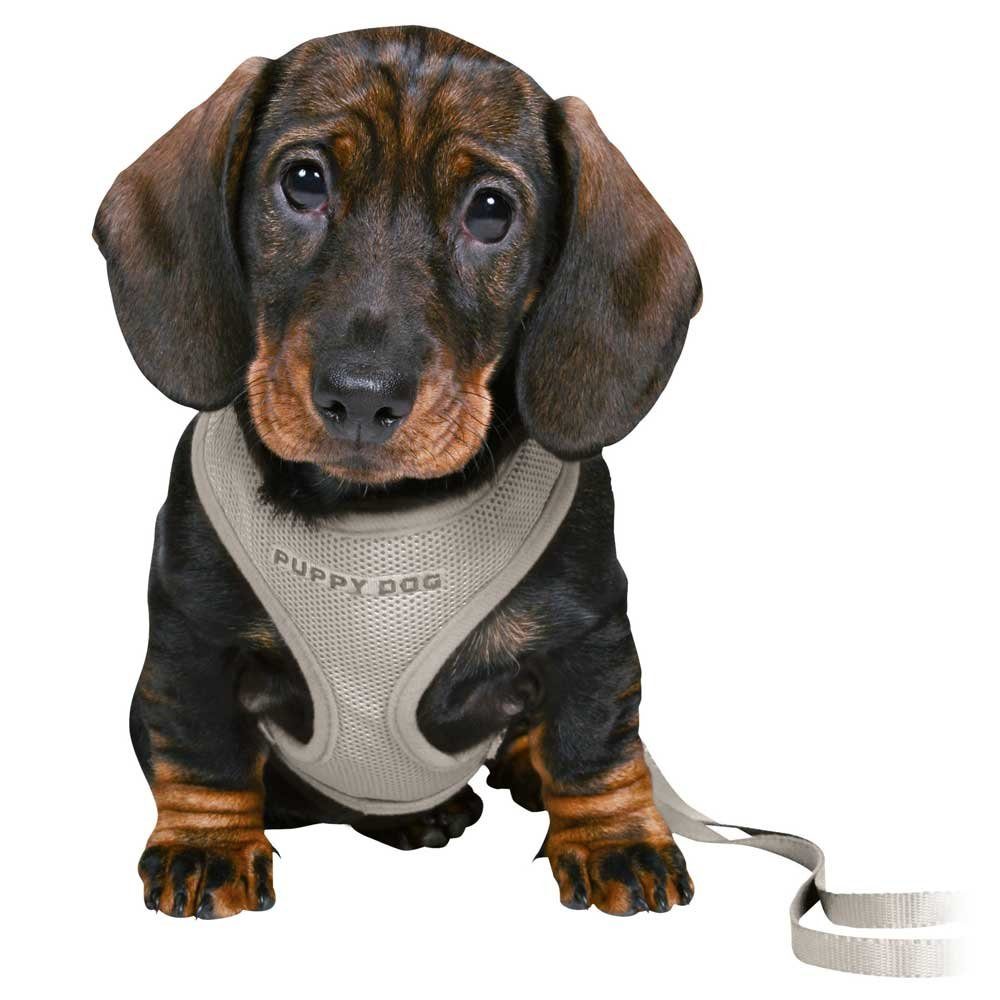 TRIXIE Hunde-Geschirr Trixie Junior Welpen-Softgeschirr mit günstig online kaufen