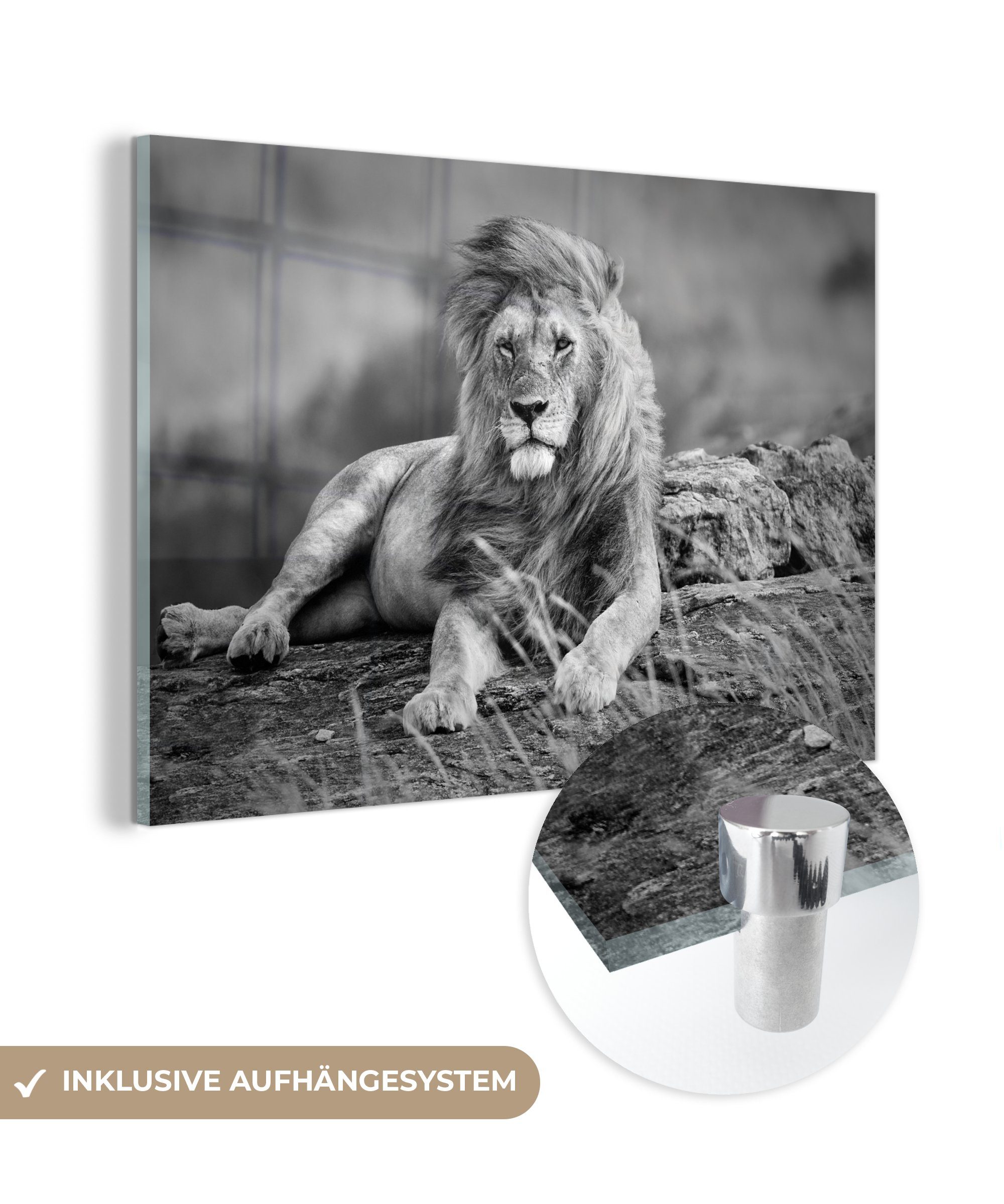 MuchoWow Acrylglasbild Löwen - Wild - Bilder Glasbilder (1 - Weiß, Wanddekoration Glas - auf Glas auf Schwarz - Foto - Wandbild St)