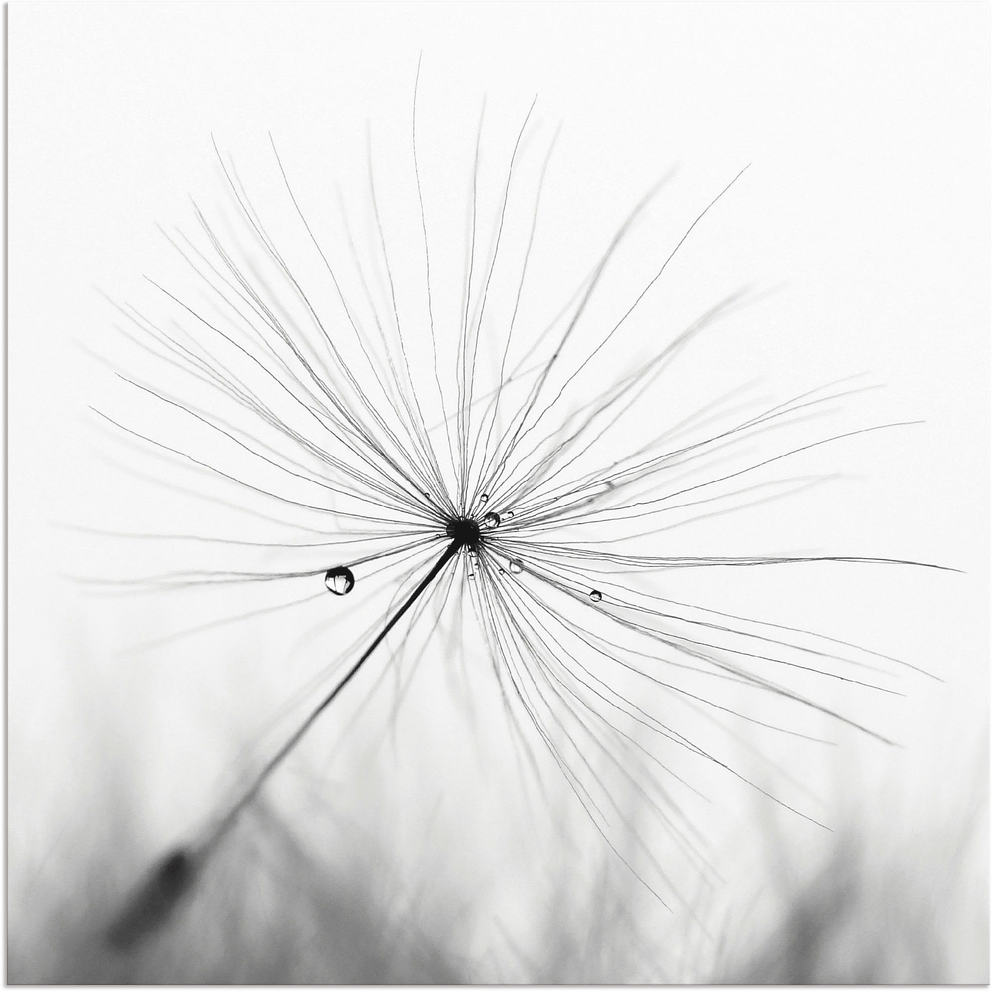 Artland Wandbild Pusteblume Schirmchen, Blumen (1 St), als Alubild, Leinwandbild in verschied. Größen