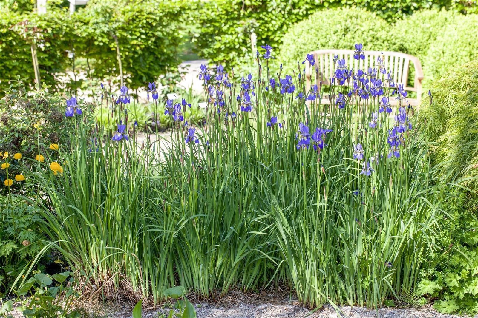 Pflanzen für Dich Staude Iris setosa, 1 St., Steppen-Schwertlilie, Borstige Schwertlilie