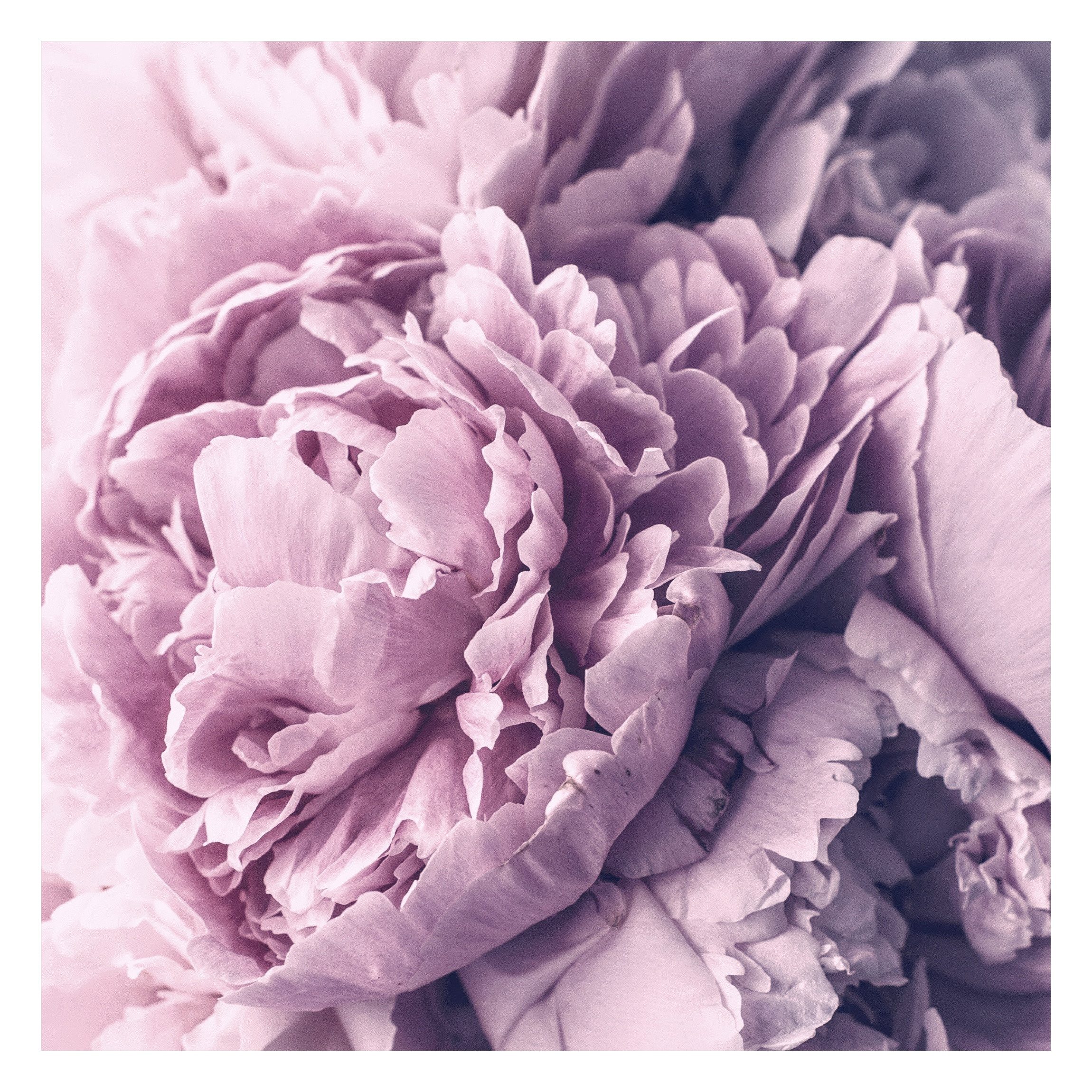 Bilderdepot24 Fototapete Rosen Lila Pfingstrosenblüten Blumen Natur Pflanzen Wanddeko, Glatt, Matt, (Vliestapete inkl. Kleister oder selbstklebend), Wohnzimmer Schlafzimmer Küche Flur Motivtapete Vliestapete Wandtapete