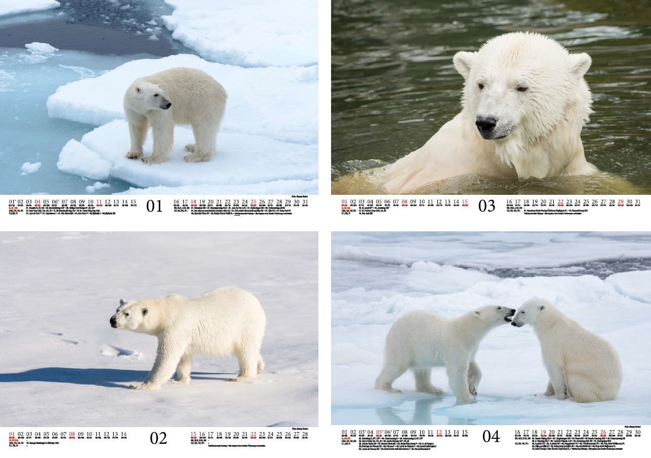Thumbnail - Seelenzauber Wandkalender Eisbärenzauber DIN A4 Kalender für 2026 Eisbär - Seelenzauber