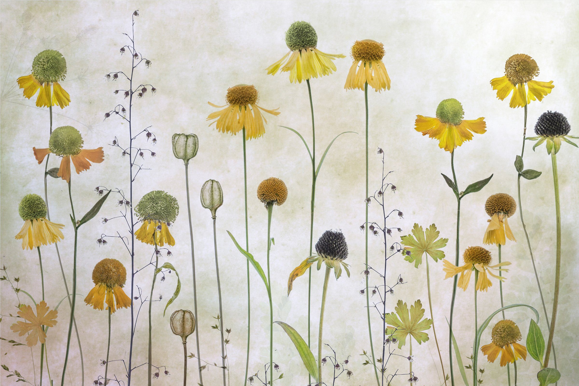 Papermoon Fototapete Photo-Art MANDY DISHER, HELENIUM günstig online kaufen