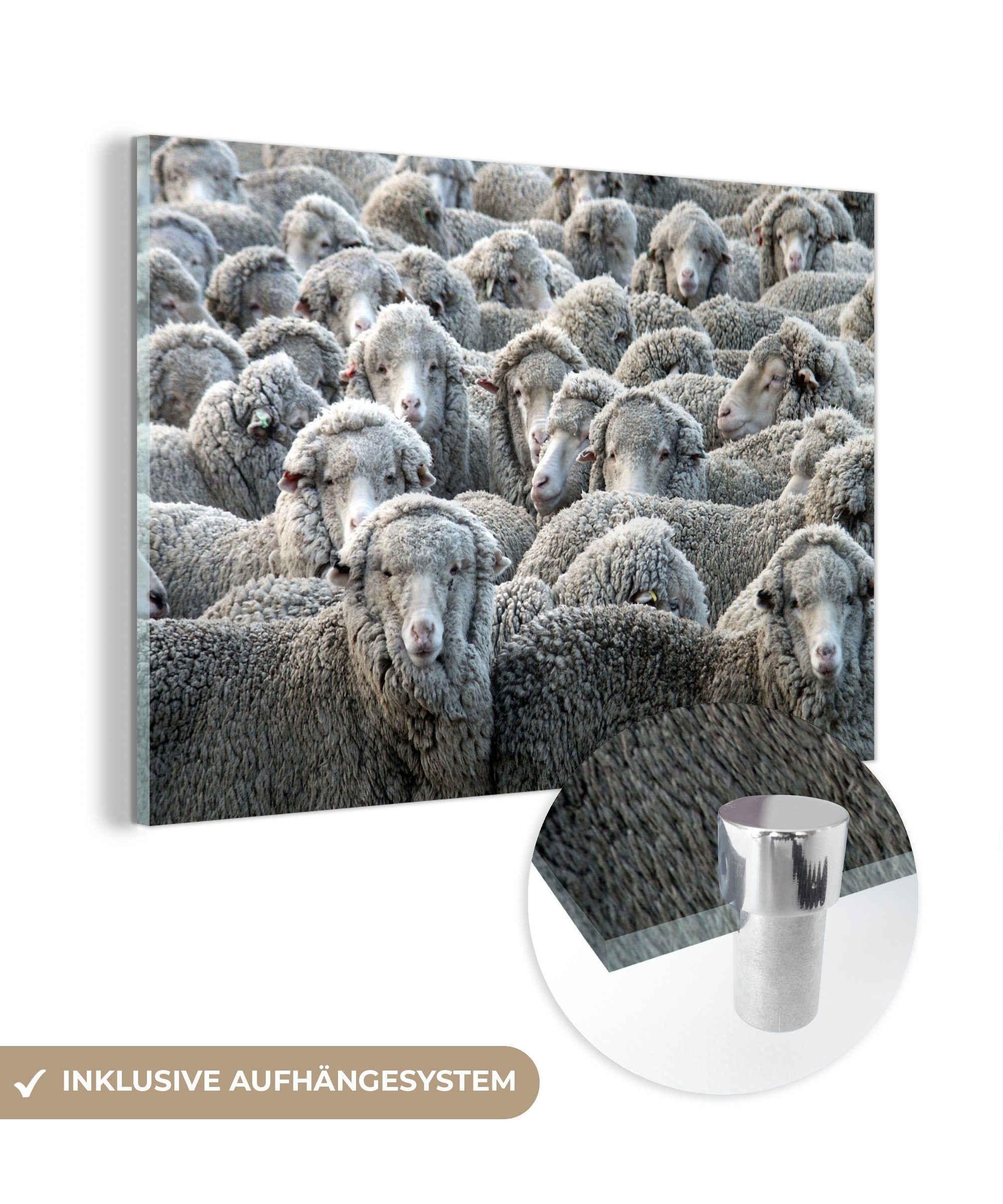 MuchoWow Acrylglasbild Tiere - Schafe - Schafsfell, (1 St), Acrylglasbilder Wohnzimmer & Schlafzimmer
