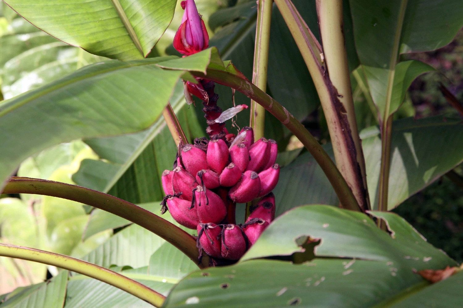 SAFLAX Blumensamen SAFLAX - Samen - Kenia-Banane – Bild 3 von 5