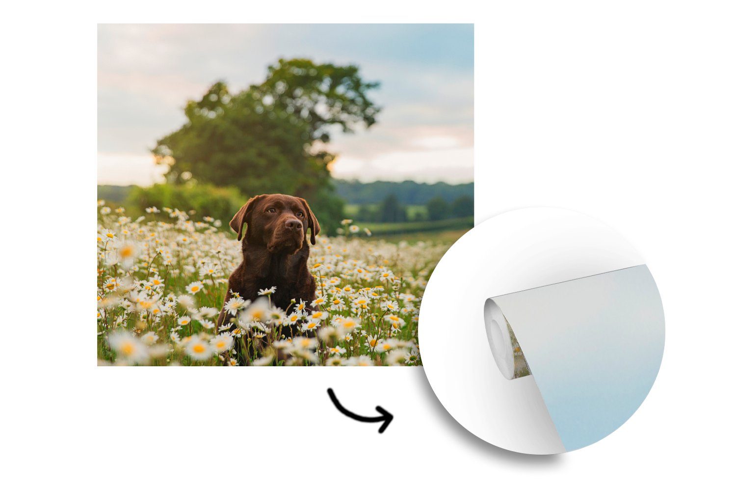 - Tapete oder Blumen Wohnzimmer Hund Fototapete Vinyl Wandtapete Schlafzimmer, bedruckt, St), (5 Matt, - MuchoWow für Wiese,
