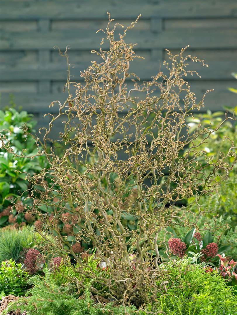 Pflanzen für Dich Gehölze Corylus avellana Twister, 1 St., Korkenzieher-Hasel, Korkenzieher-Haselnuss, Korkenzieher-Haselstrauch