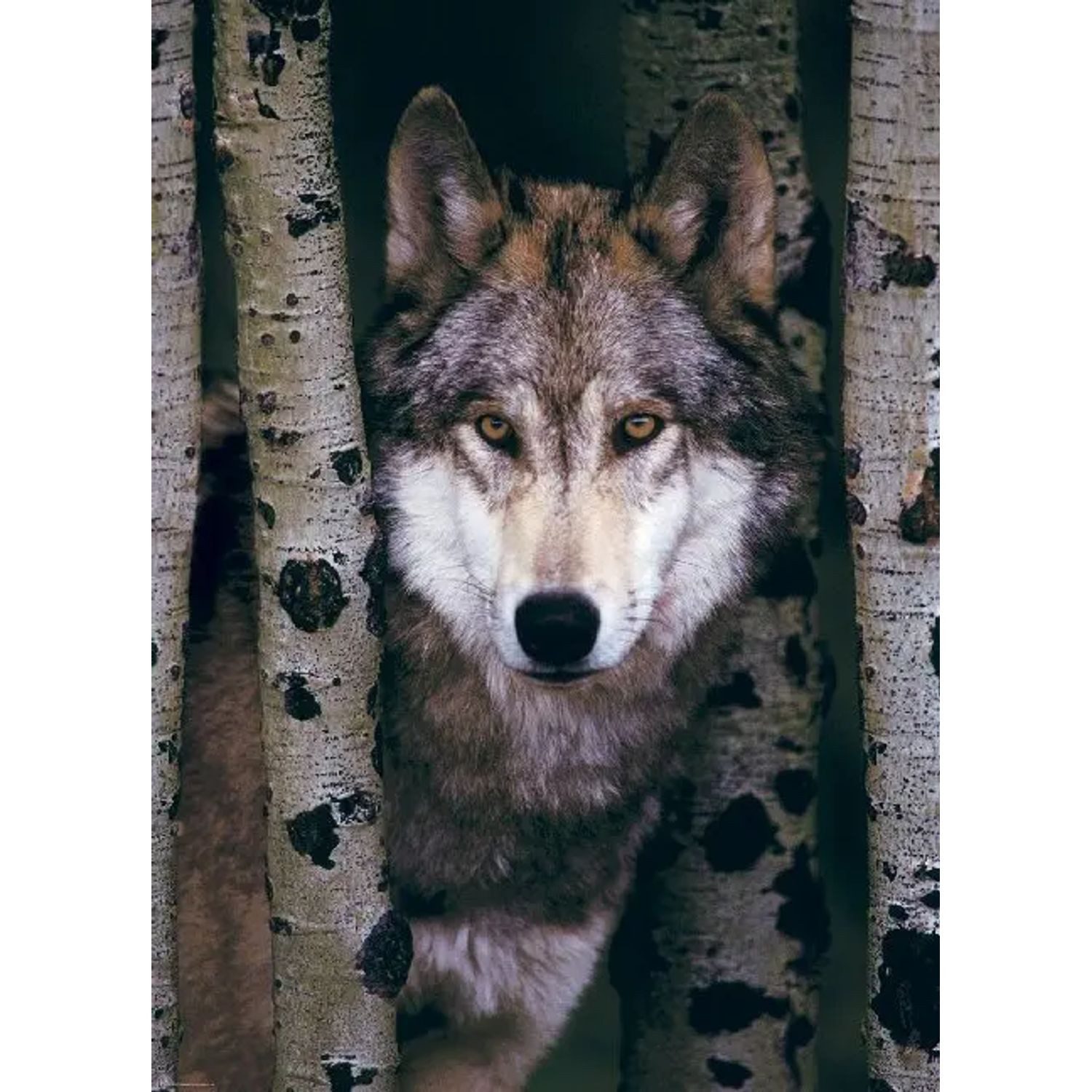 EUROGRAPHICS Puzzle Gray Wolf (Puzzle), 1000 Puzzleteile