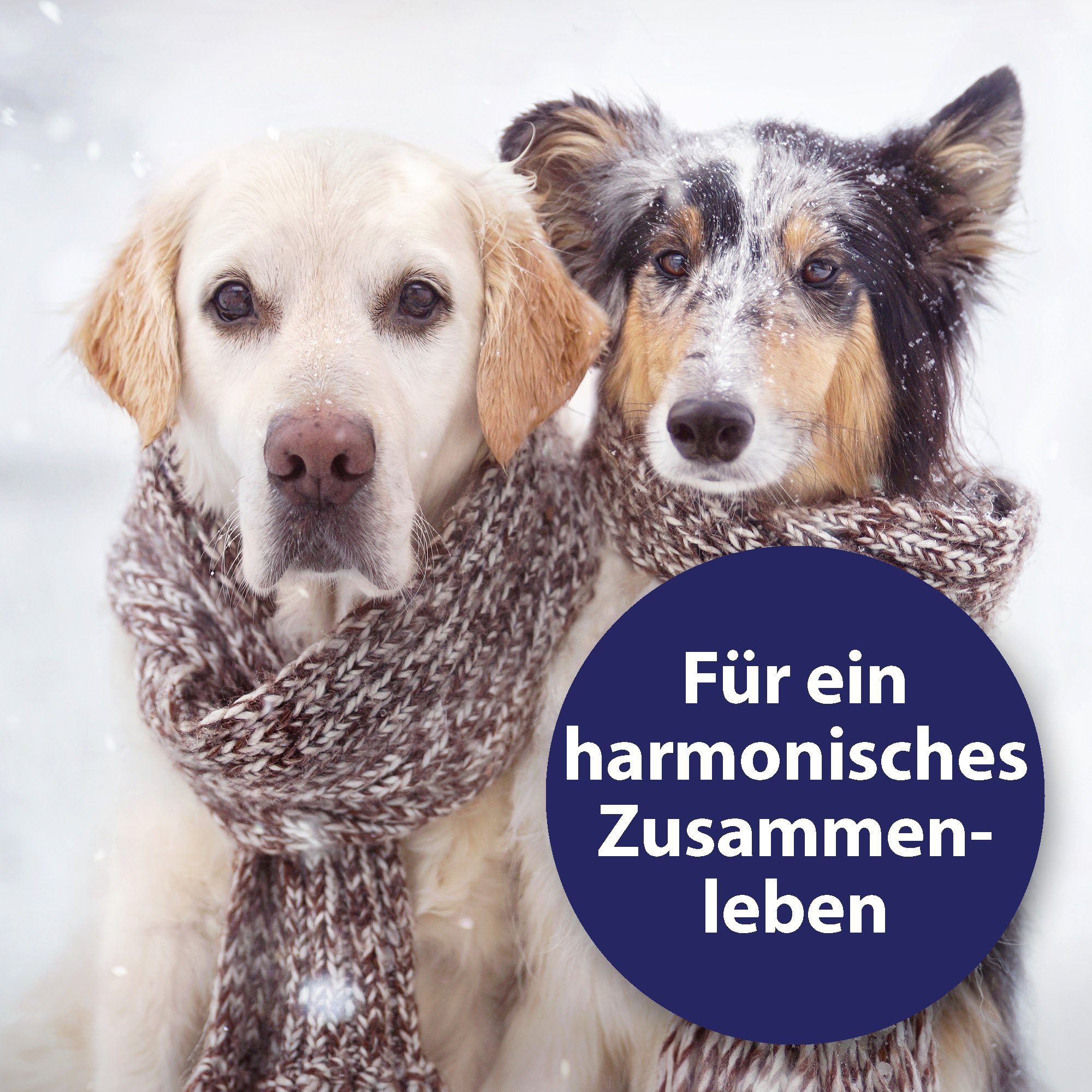 Canosept Hunde-Halsband Canosept Home Comfort Beruhigungs-Halsband