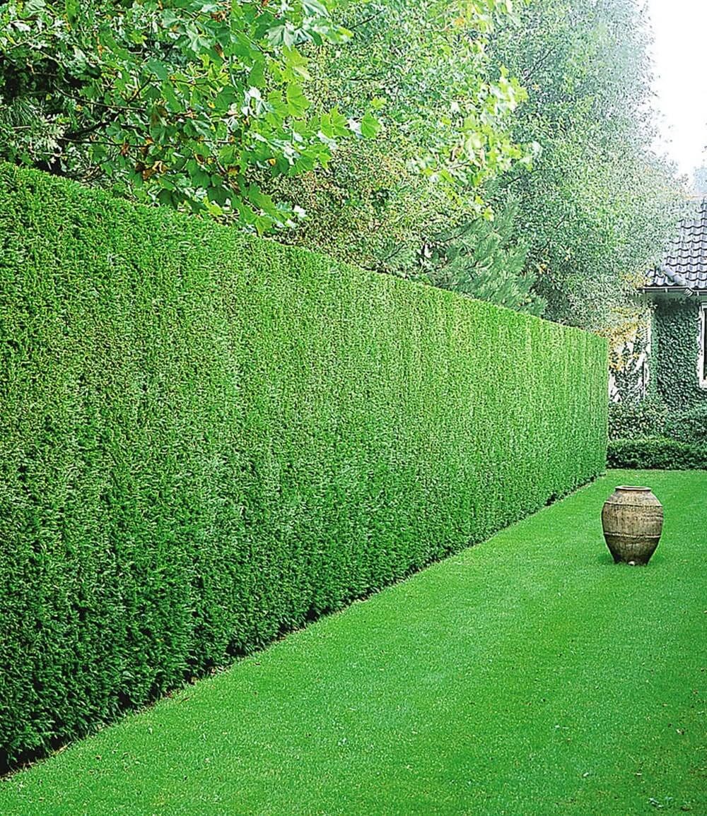 BALDUR Garten Hecken Gemischte Hecken-Kollektion, 10 St., Leyland-zypressen-hecke, winterhart, mehrjährig, blickdicht