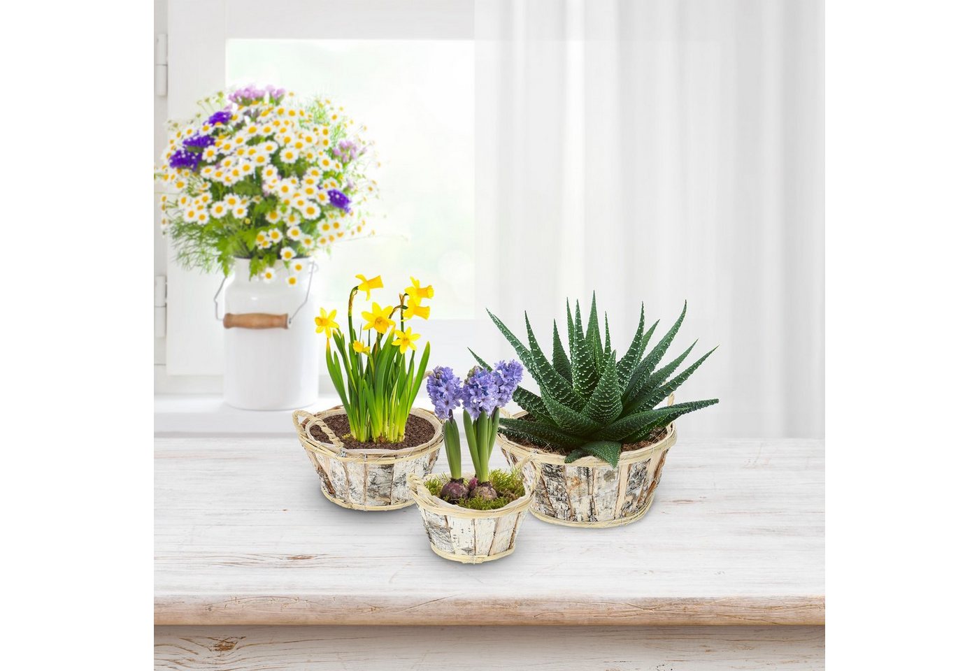 Thumbnail - relaxdays Blumentopf Runder Blumentopf Birke im 3er Set