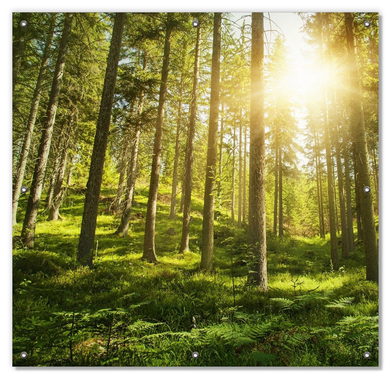 Sonnenschutz Sonnenstrahlen im Nadelwald mit Moos und Farn, Wallario, blickdicht, mit Saugnäpfen, wiederablösbar und wiederverwendbar